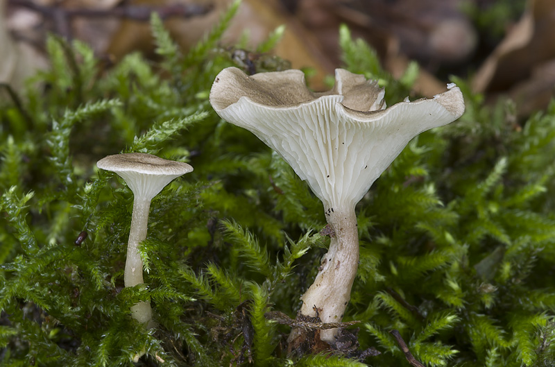 Clitocybe trulliformis